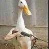Duck MAN! undefined