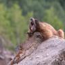Yawning Marmot undefined