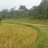 Sawah Padi undefined