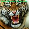 Gilles Tiger undefined